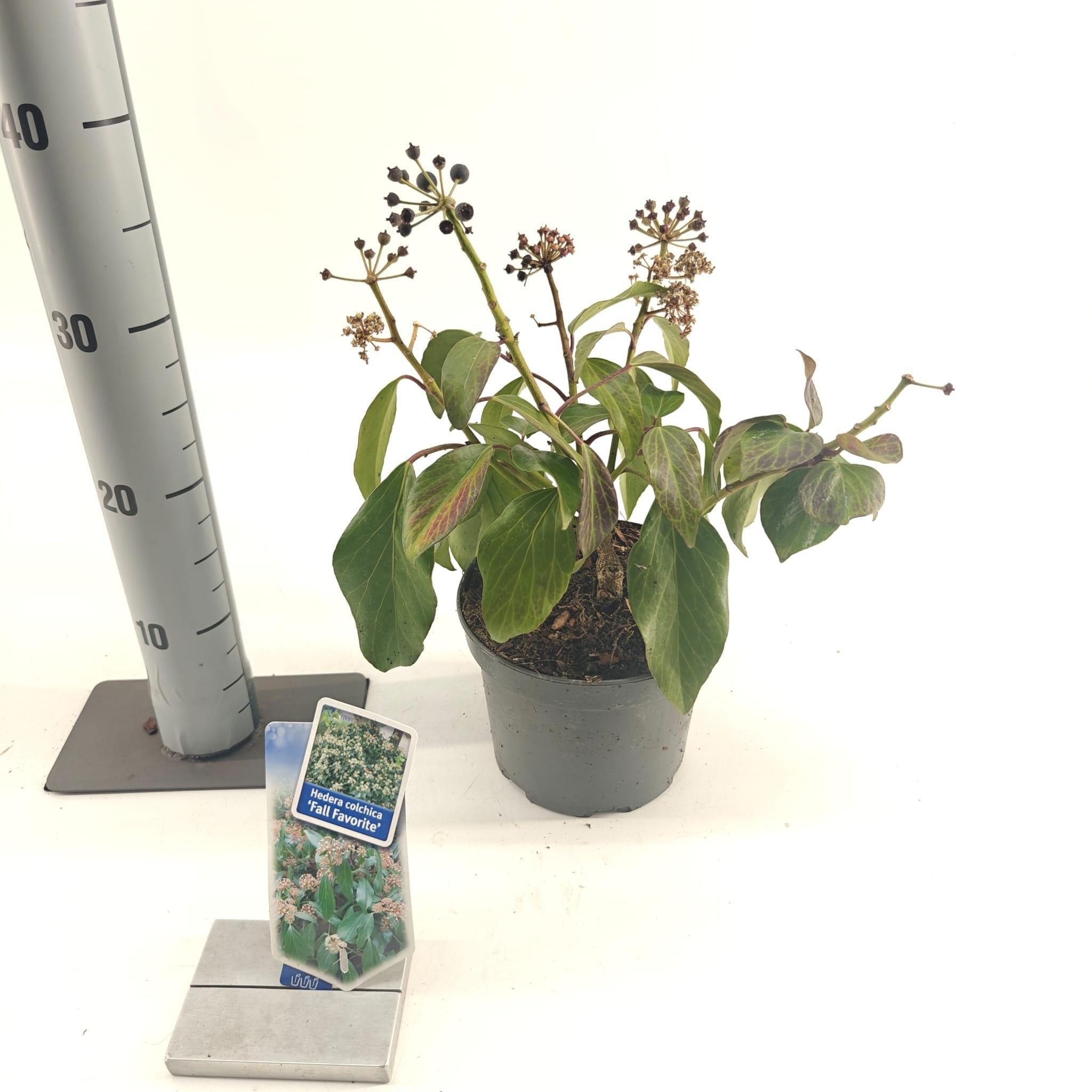 Hedera colchica 'Fall Favourite', D 17