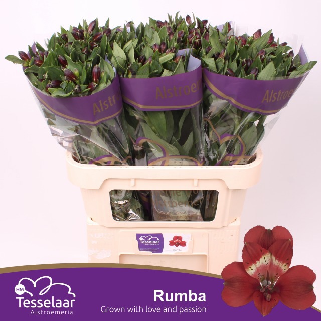 Альстромерия Румба (красн.), шт.