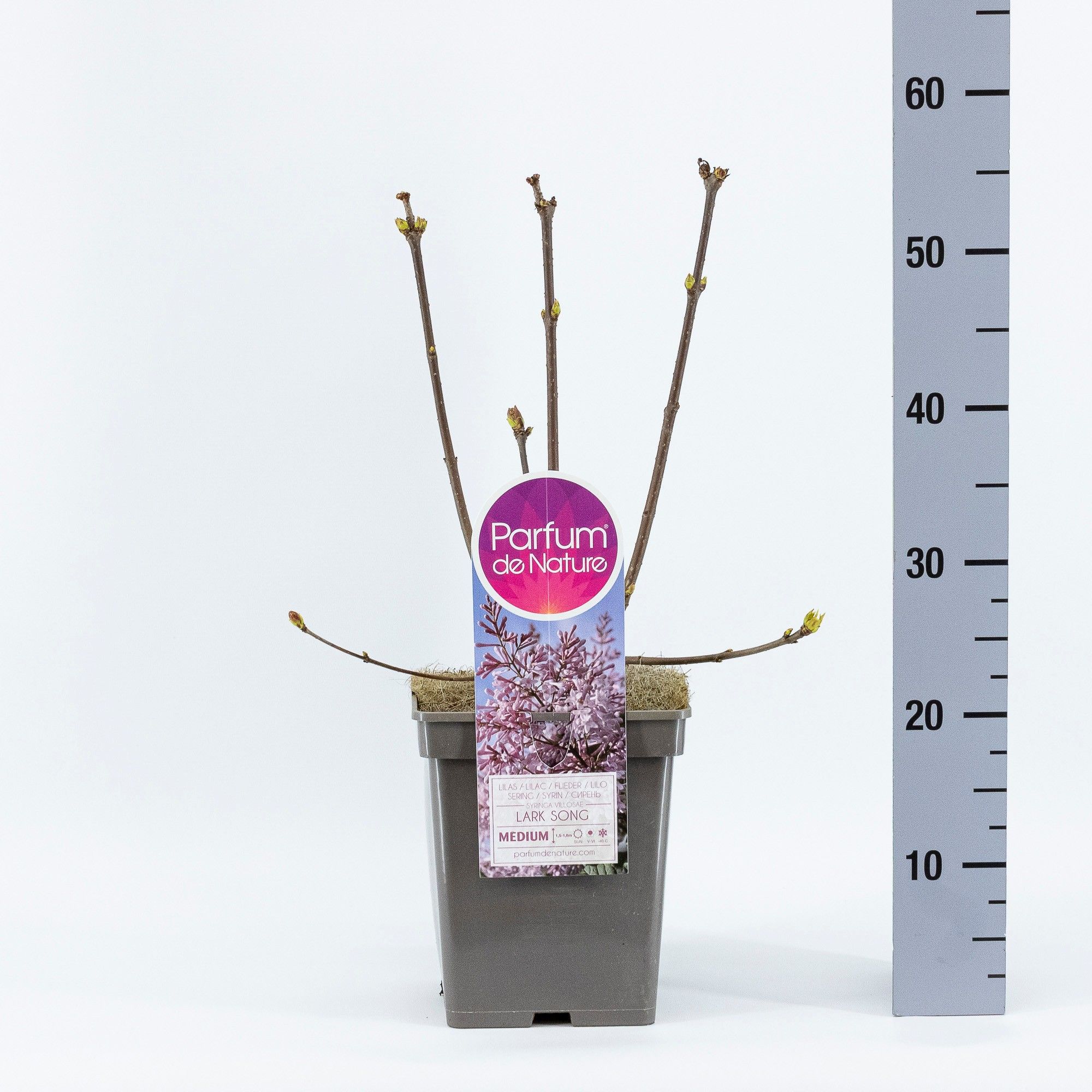 Syringa (V) Lark Song, C5, D 23 cm