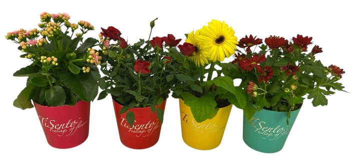 bloeimix 12 cm mix - TiSento Smartcup, D 12 cm bloeimix 12 cm mix - TiSento Smartcup, D 12 cm
