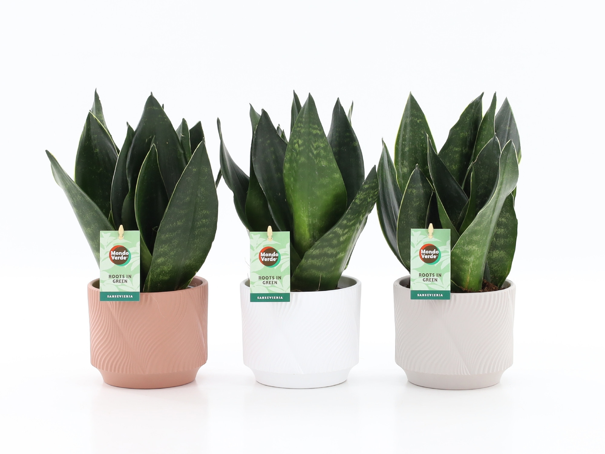 Sansevieria Black Diamond in Rodena keramiek, D 13