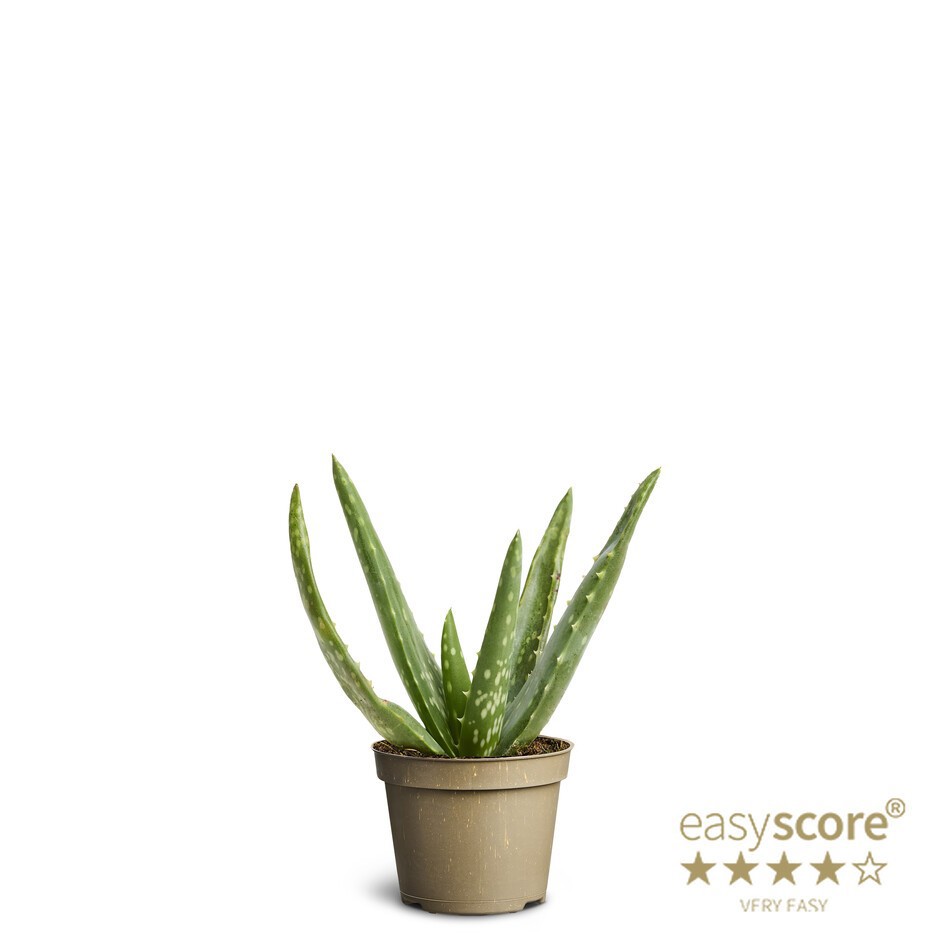 ALOE VERA, D 6 cm