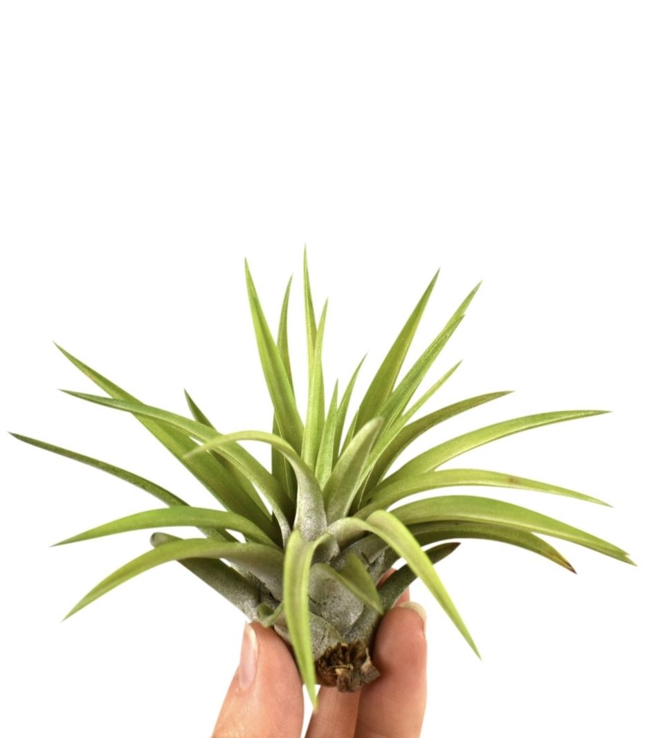 tillandsia abdita, D 8
