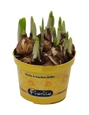 Narcis Tete a tete,, D 12