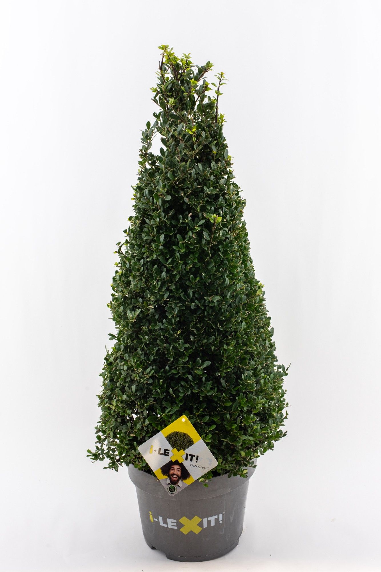 Ilex crenata Dark Green, P29, Kegel 70-80cm, D 29