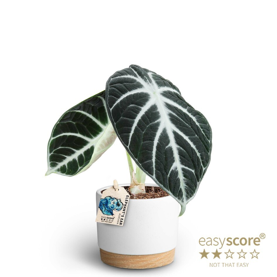 Woodbase White, Alocasia ´Ninja´, D 10 cm