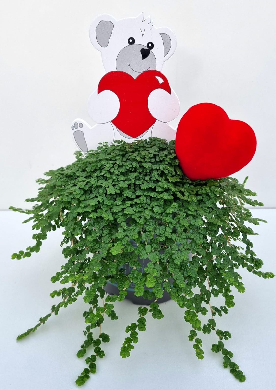 V1 beer met hartje, D 11