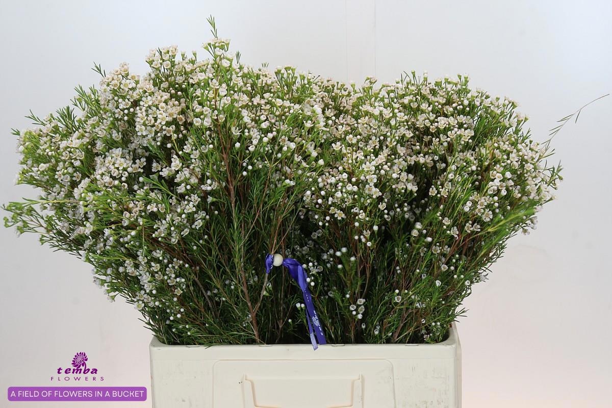 Шамелациум Перл Баттонс 60, шт.