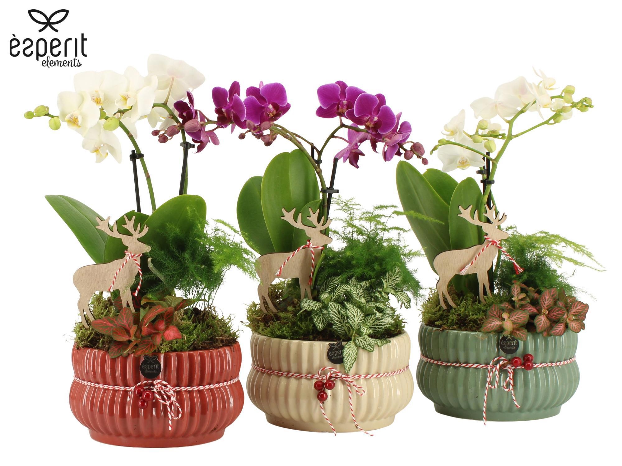 62089: X-mas arrangement, D 17