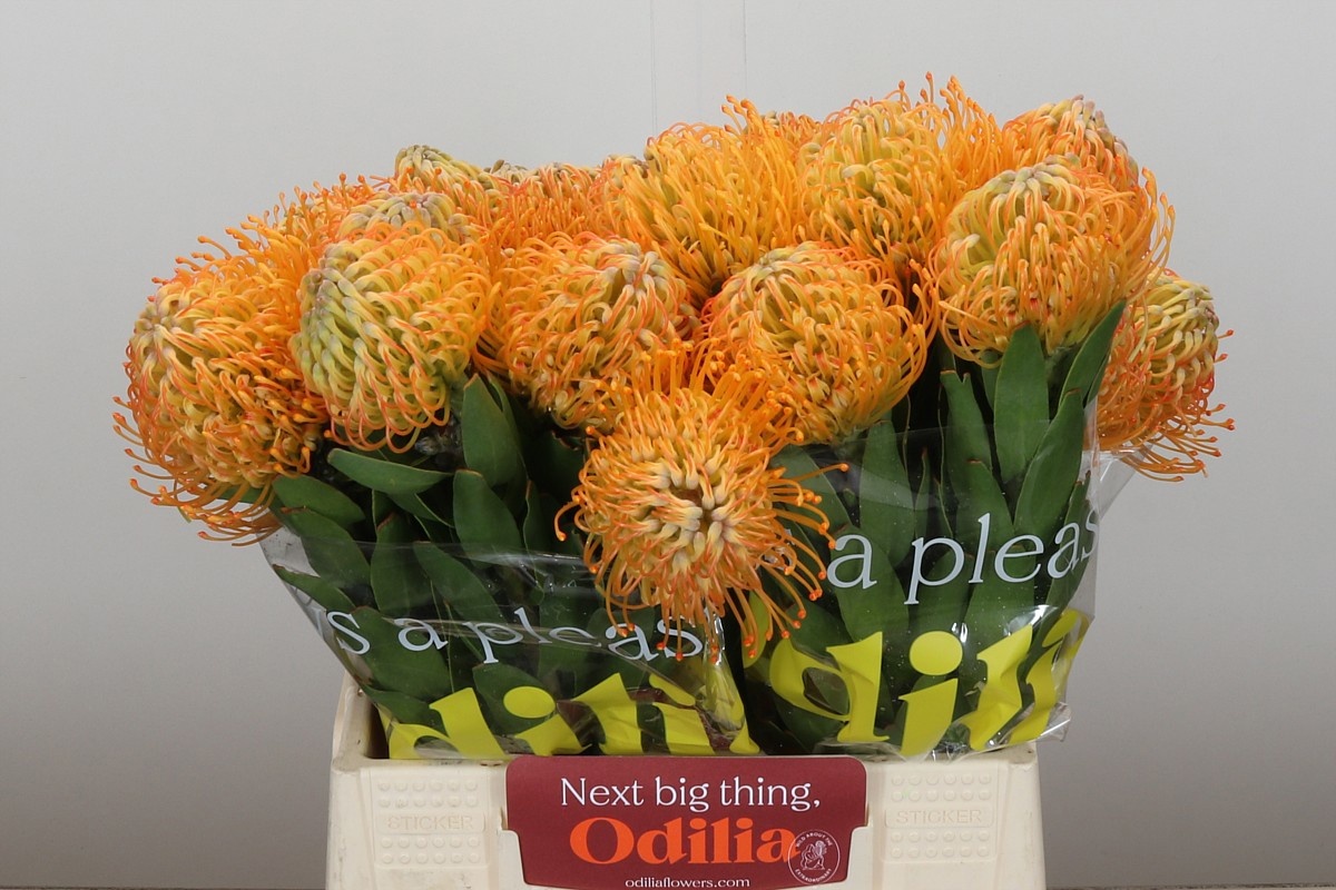 Нутанс Елена 40, шт.