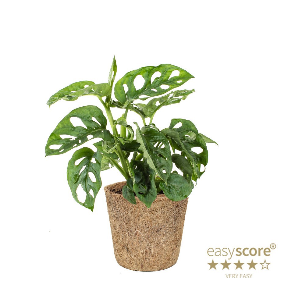 MONSTERA FRIEDRICHSTAHLII COCOZ, D 11 cm