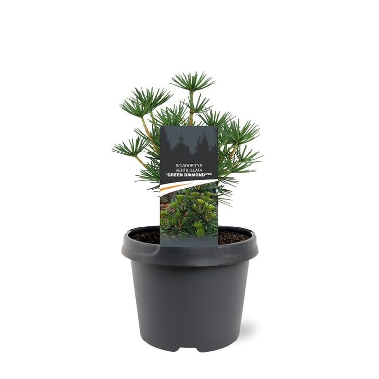 Sciadopitys verticillata 'Green Diamond' (pbr), D 19