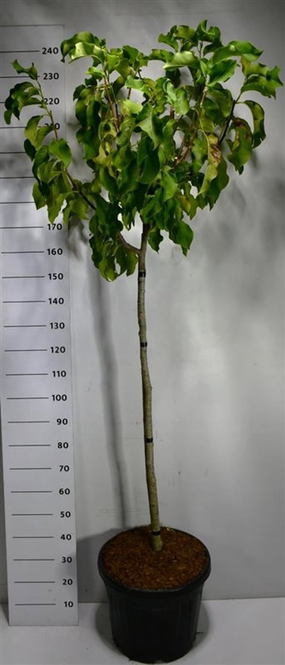 Magnolia 'Flamingo', D 48