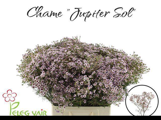 Шамелациум Юпитер Солар 70, шт.
