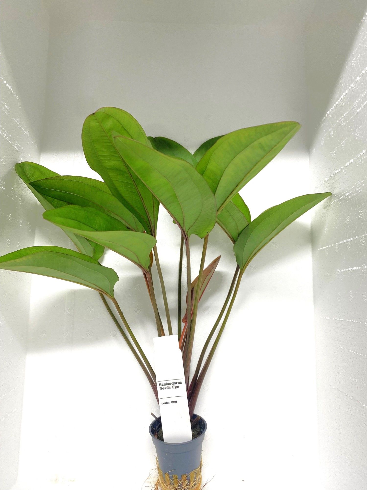 echinodorus devils eye, D 5