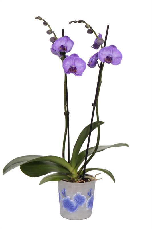 Fiore purple Phal I am Purple Heart 2T14+, D 12