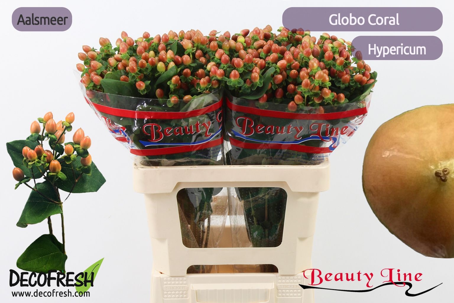 Гипперикум Глобо Корал 60, шт.