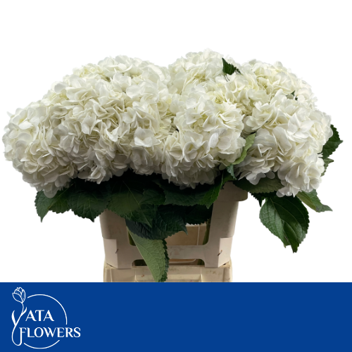 Гортензия Овериг 60, шт.