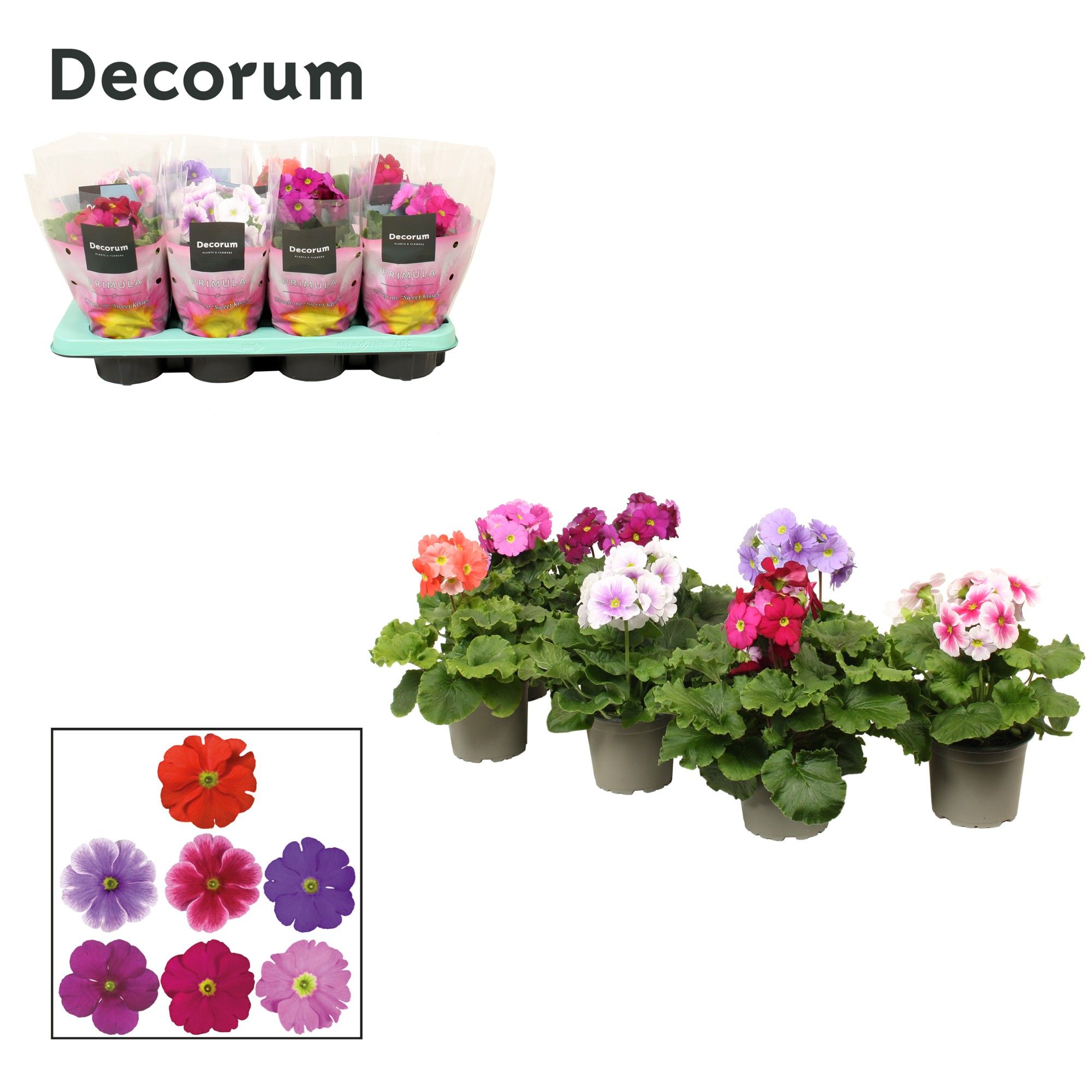 Primula 'Touch Me' mix without white | Decorum, D 12