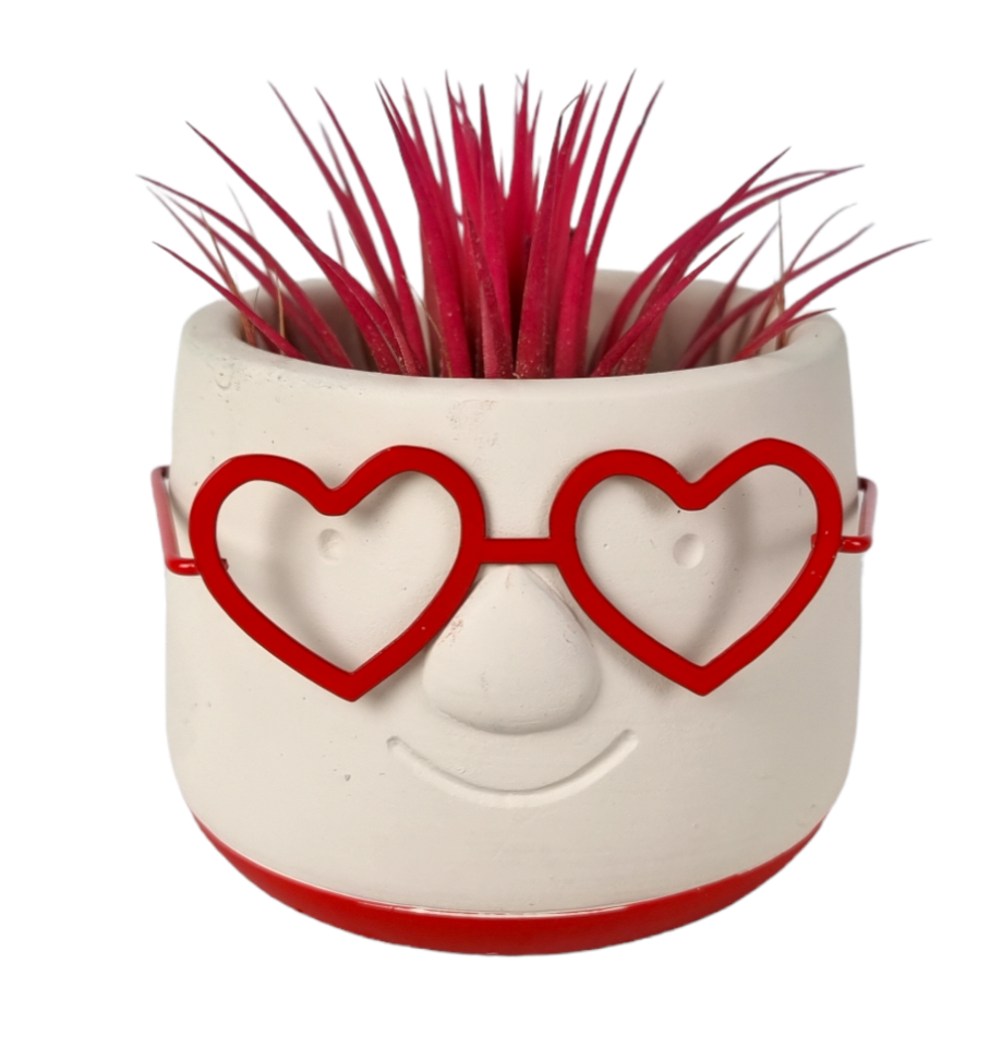 Tillandsia Love Dude, D 8