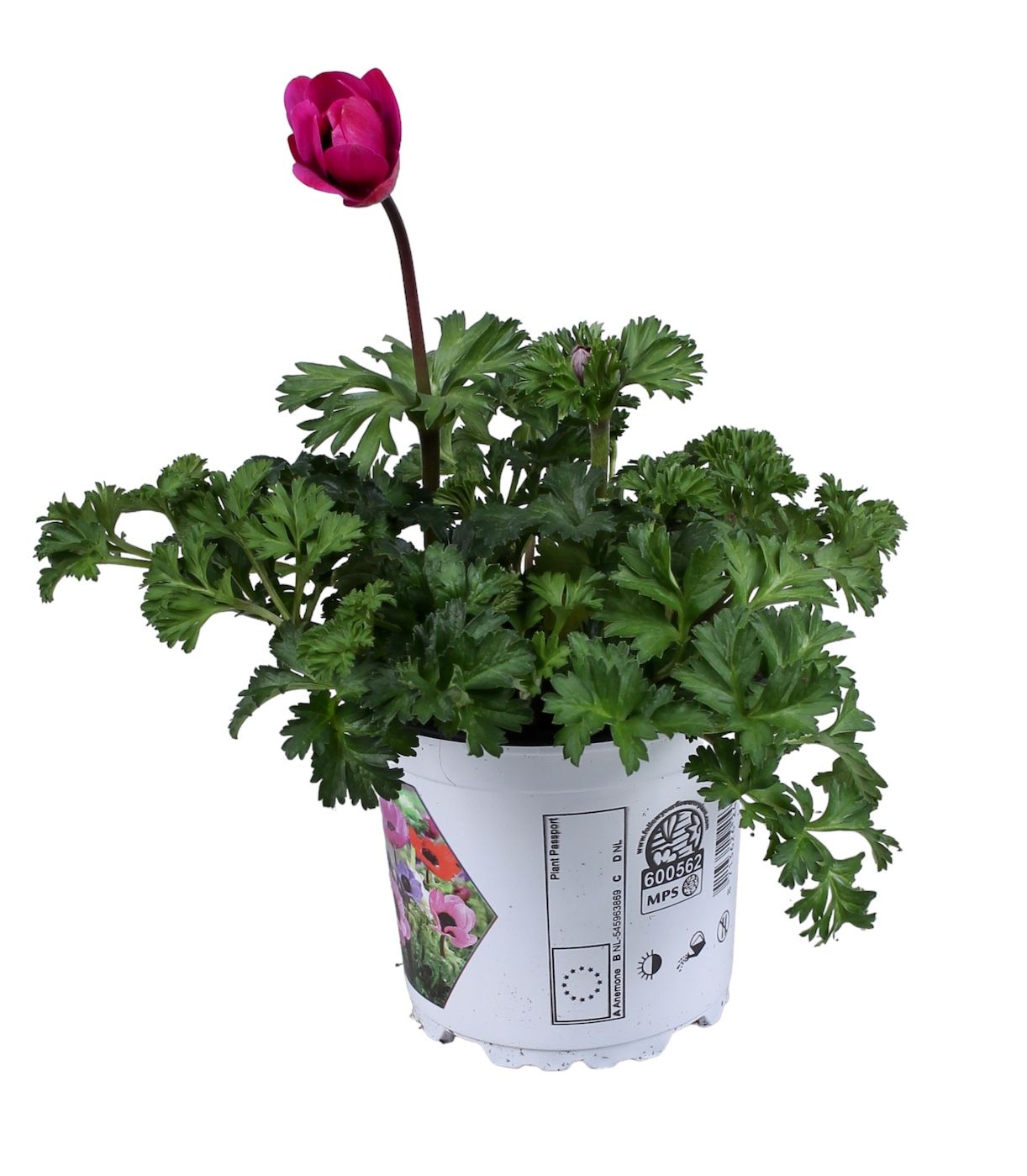 Anemone Coronaria Harmony Orchid, D 10,5