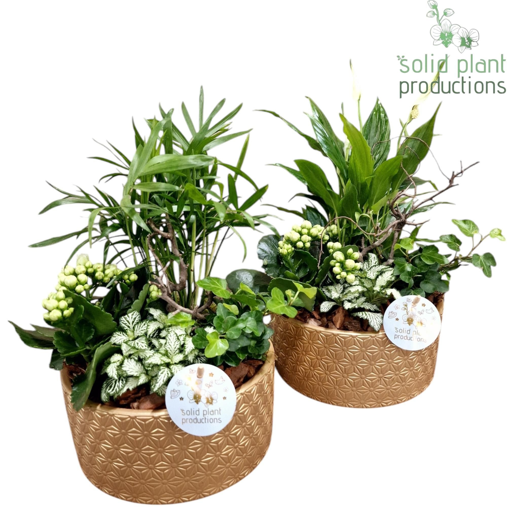 SC003 Loes Gold Mix, D 18