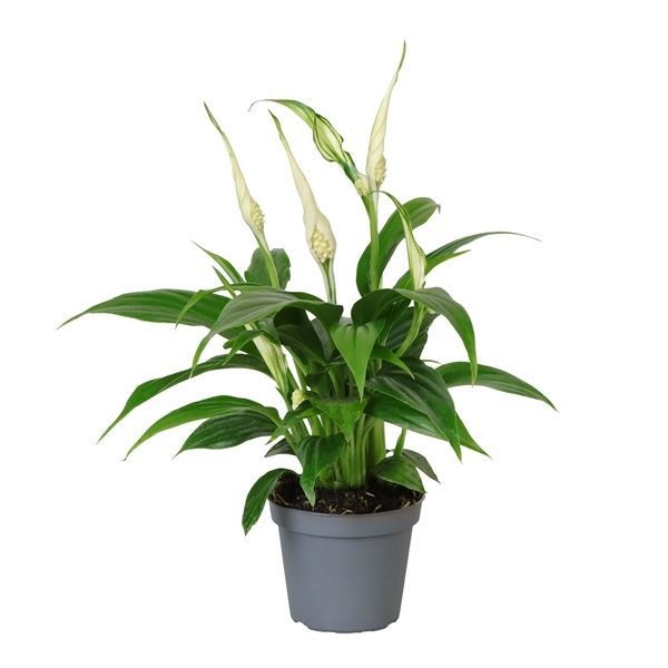 Spathiphyllum Tanni 6 cm, D 6 cm