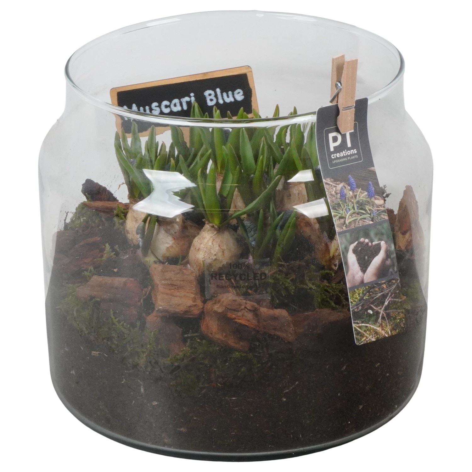 PTMB6332 Arrangement Muscari Blue in glas pot, D 19