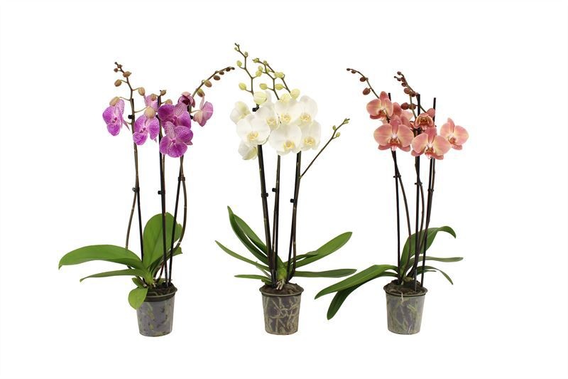 Phal mix 3T22+, D 12