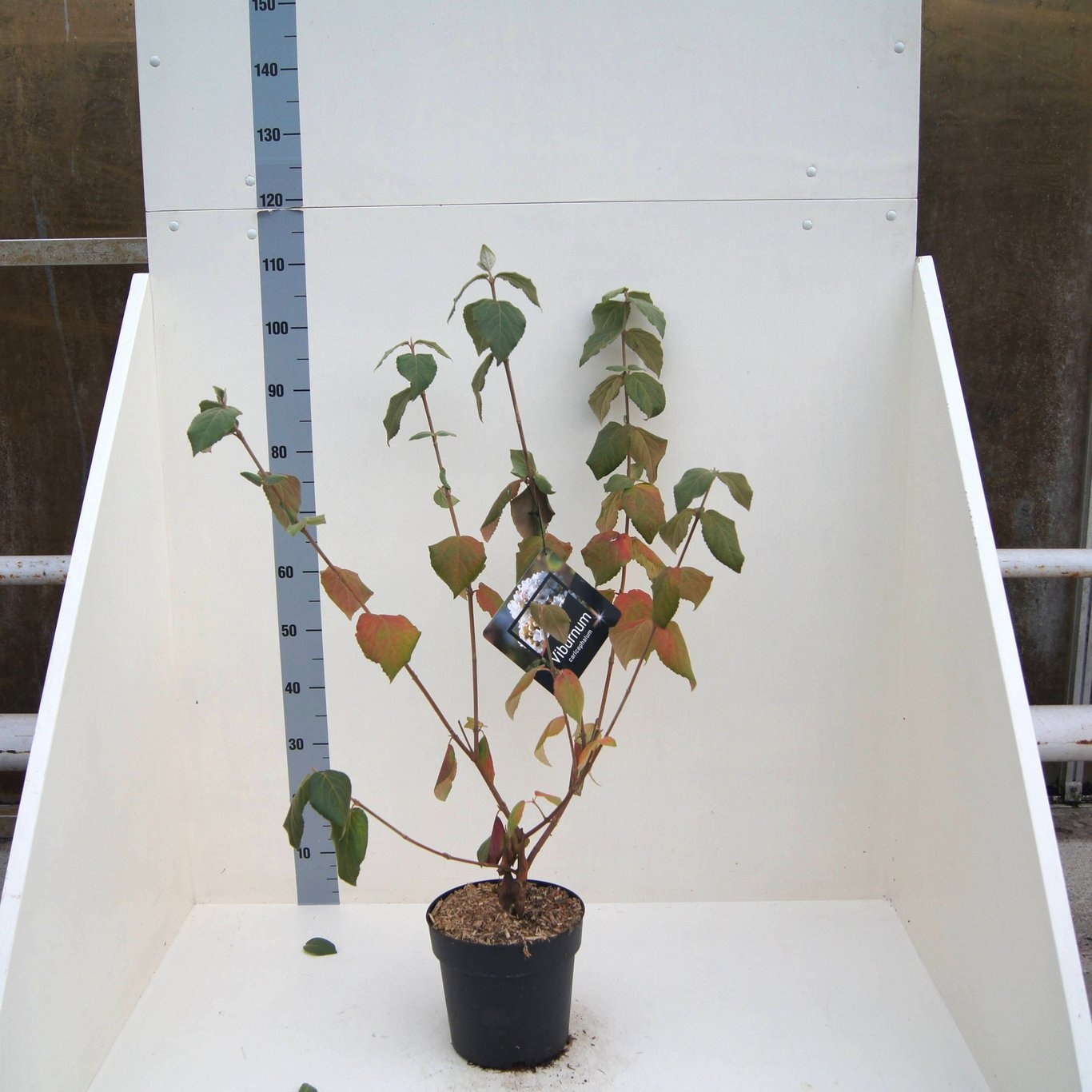 Viburnum carlcephalum, D 24