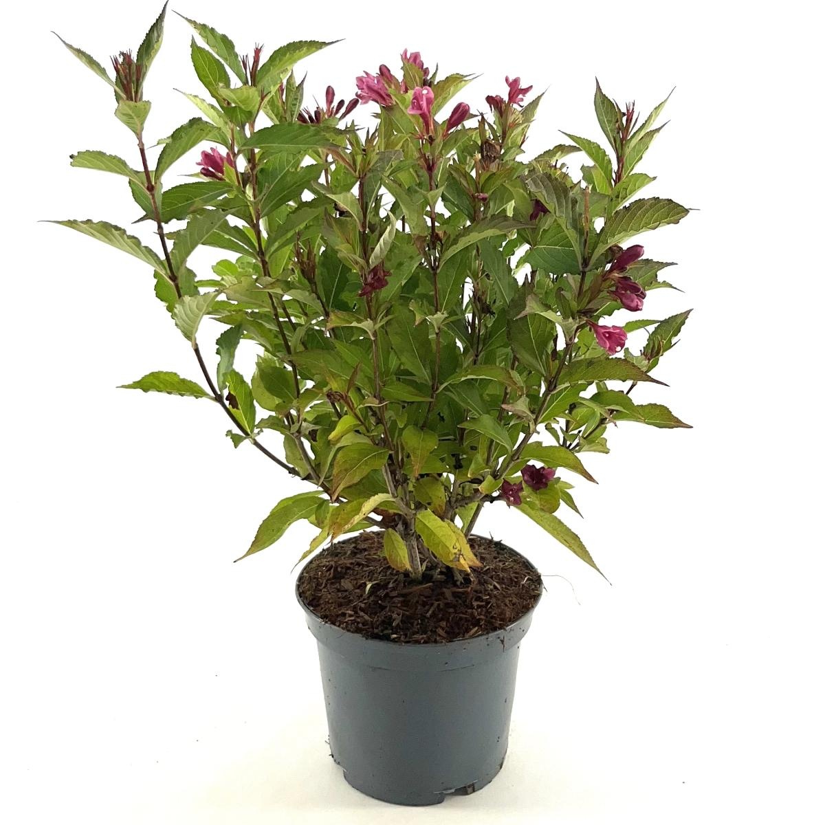 Weigela Big Love, D 19