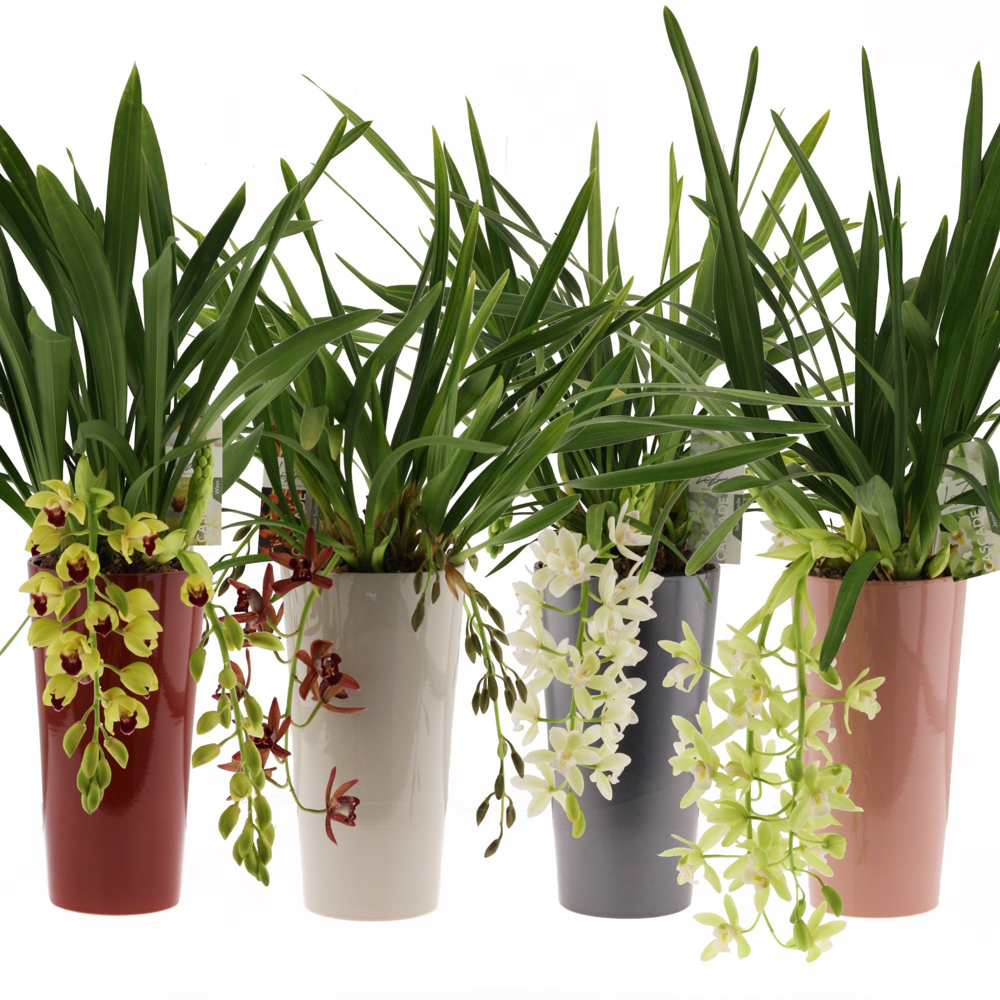 mix cascade 3-4 tak, incl. keramieke pot mix, D 14 cm