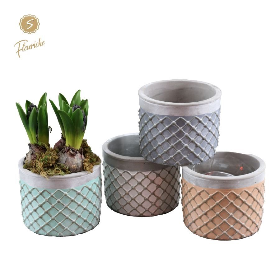 (3942) Hyacint Lloret de Mar 3PP Mos, D 13 cm