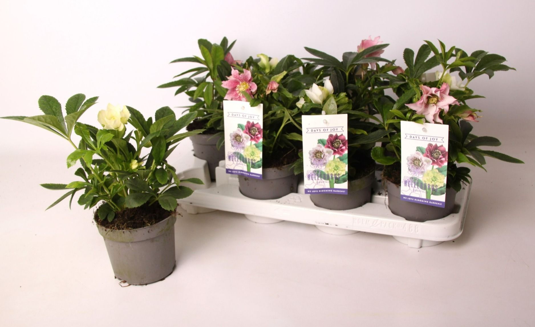 Helleborus orientalis mix, D 13 cm Helleborus orientalis mix, D 13 cm