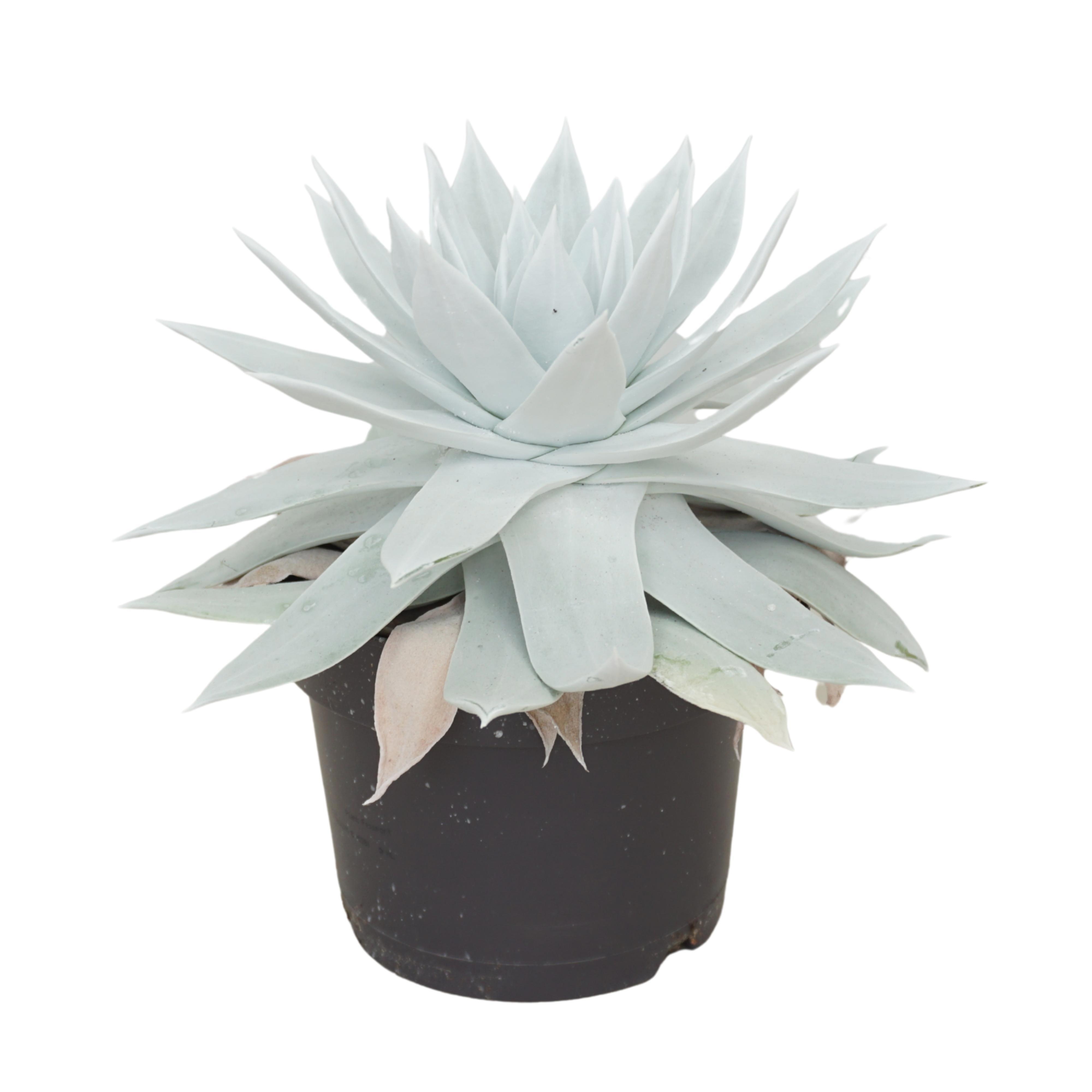 Dudleya 17 cm, D 17