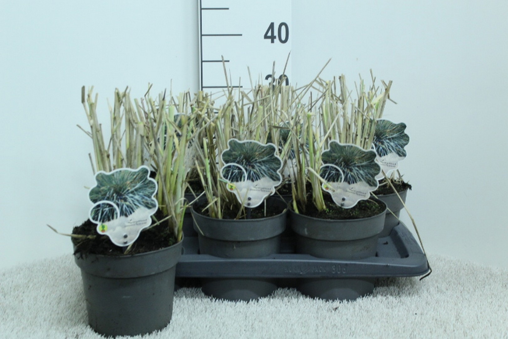 Leymus arnenarius 'Blue Dune' P17, D 17