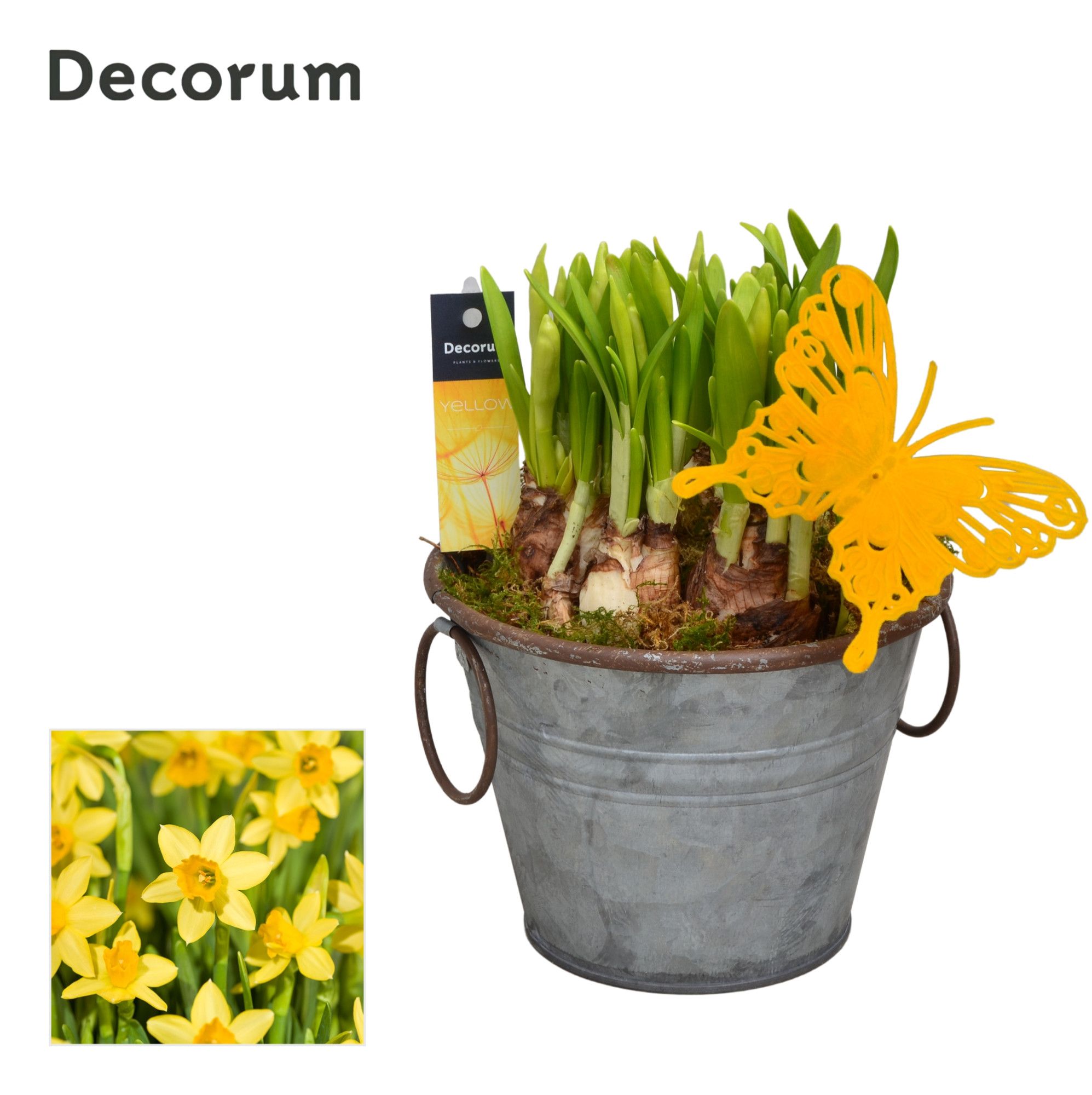 Narcis Rustic Maxi HL12533N, D 13