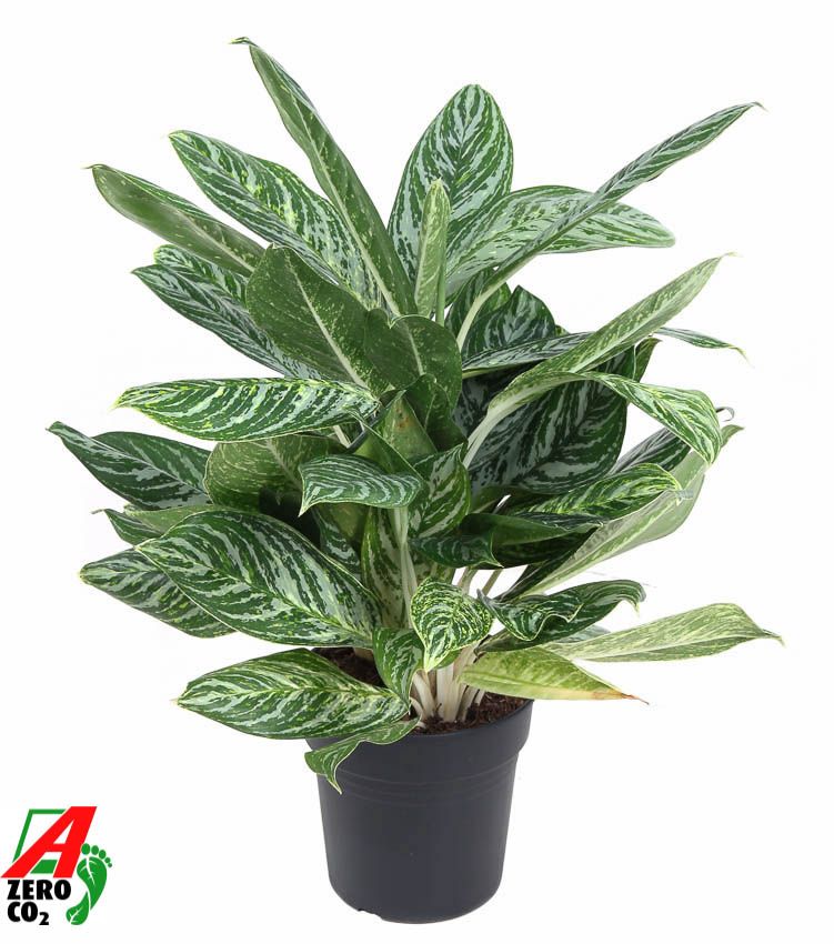 Aglaonema Golden Madonna, D 24