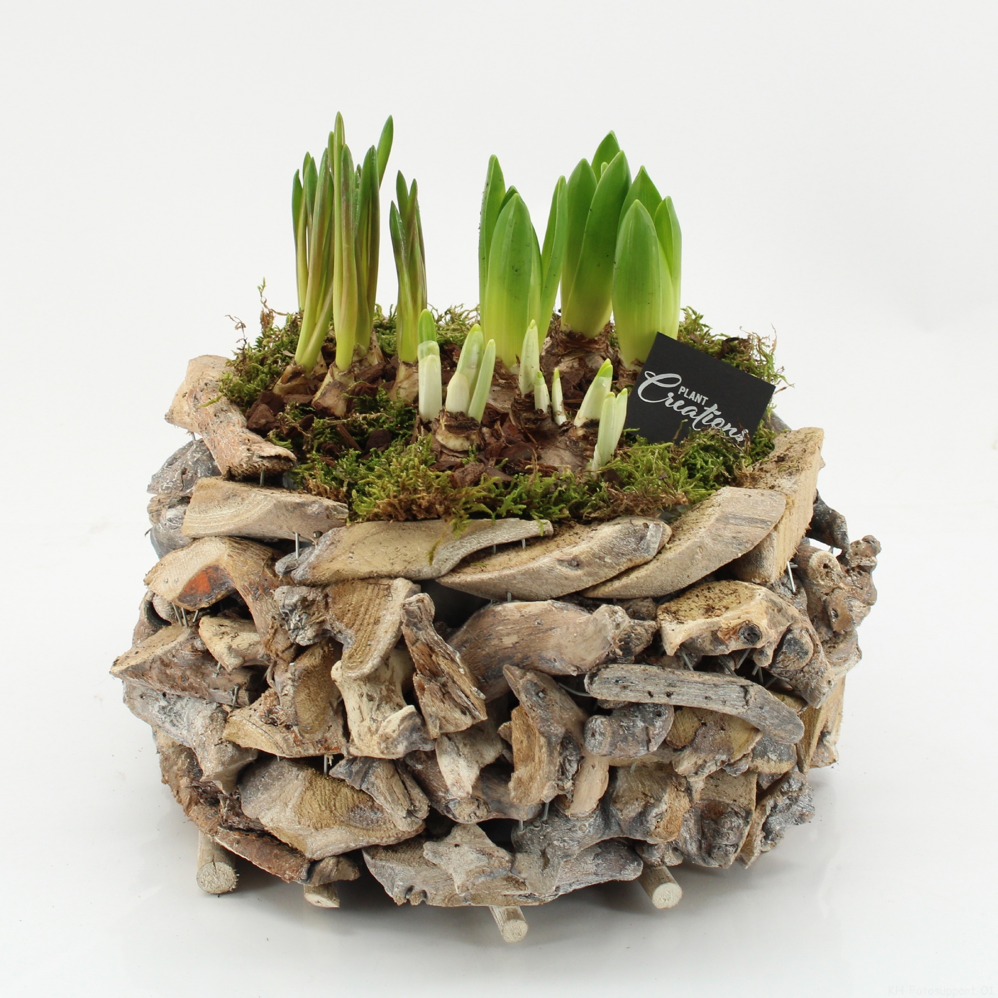 BLCR-2646 Bulbs creations, D 35