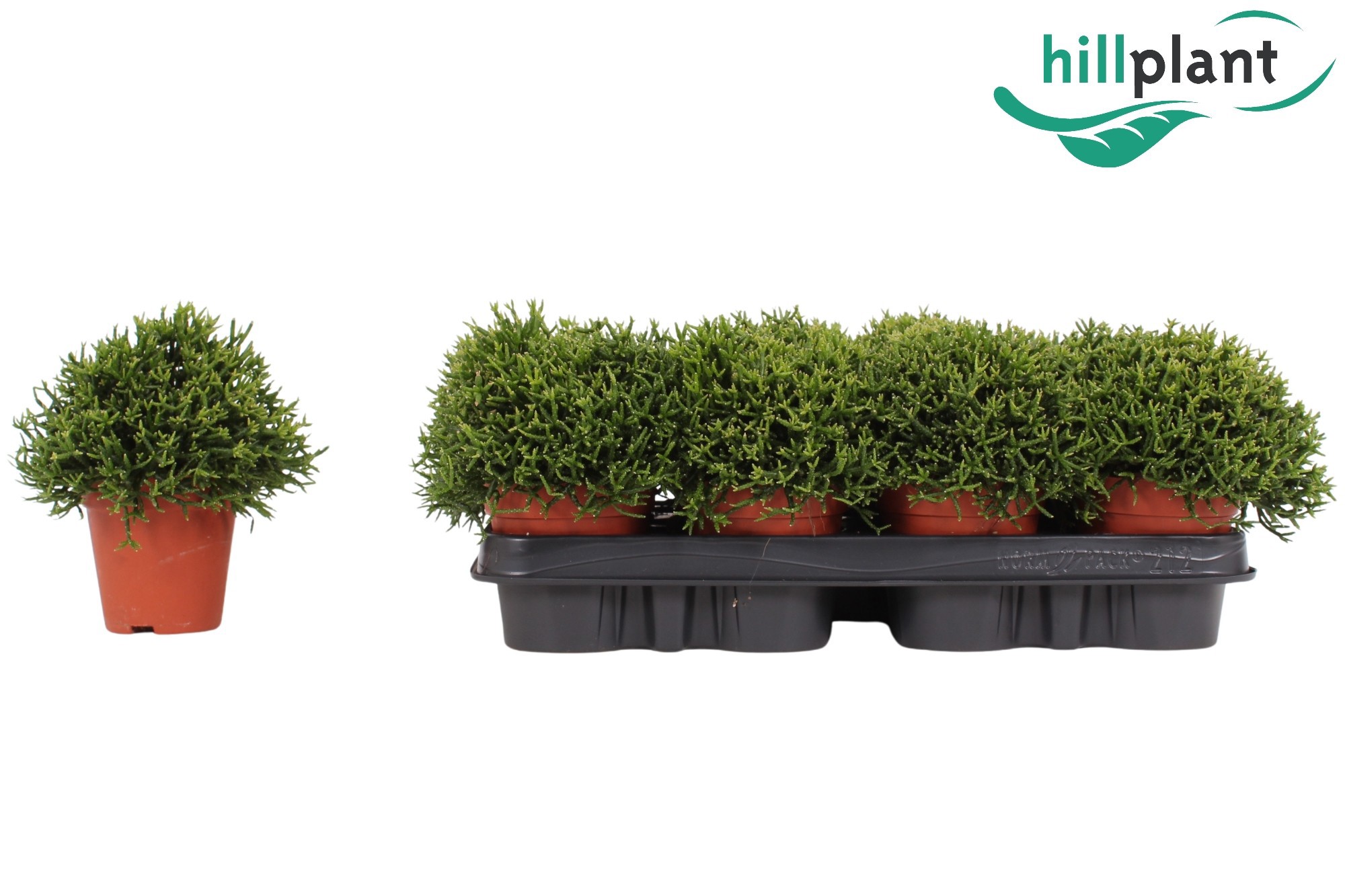 Hatiora salicornioides 9 cm, D 9