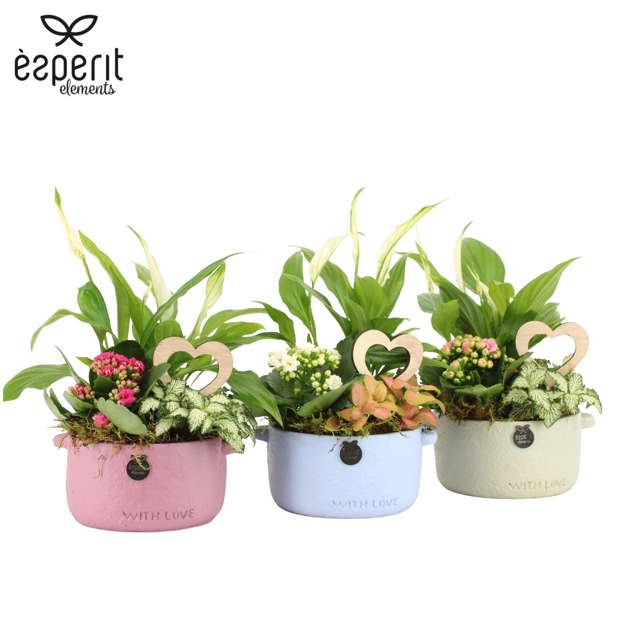 22030: Lovess arrangement, D 14