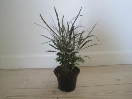 DIZYGOTHECA ELEGANTISSIMA, D 12 cm