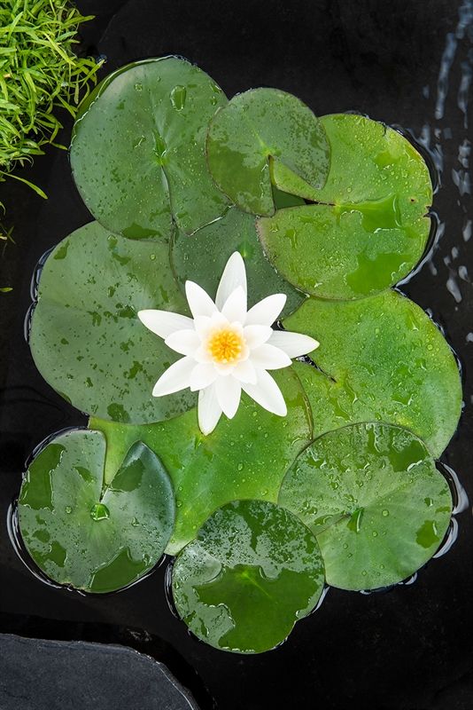 Nymphaea Tetragona (3L), D 18