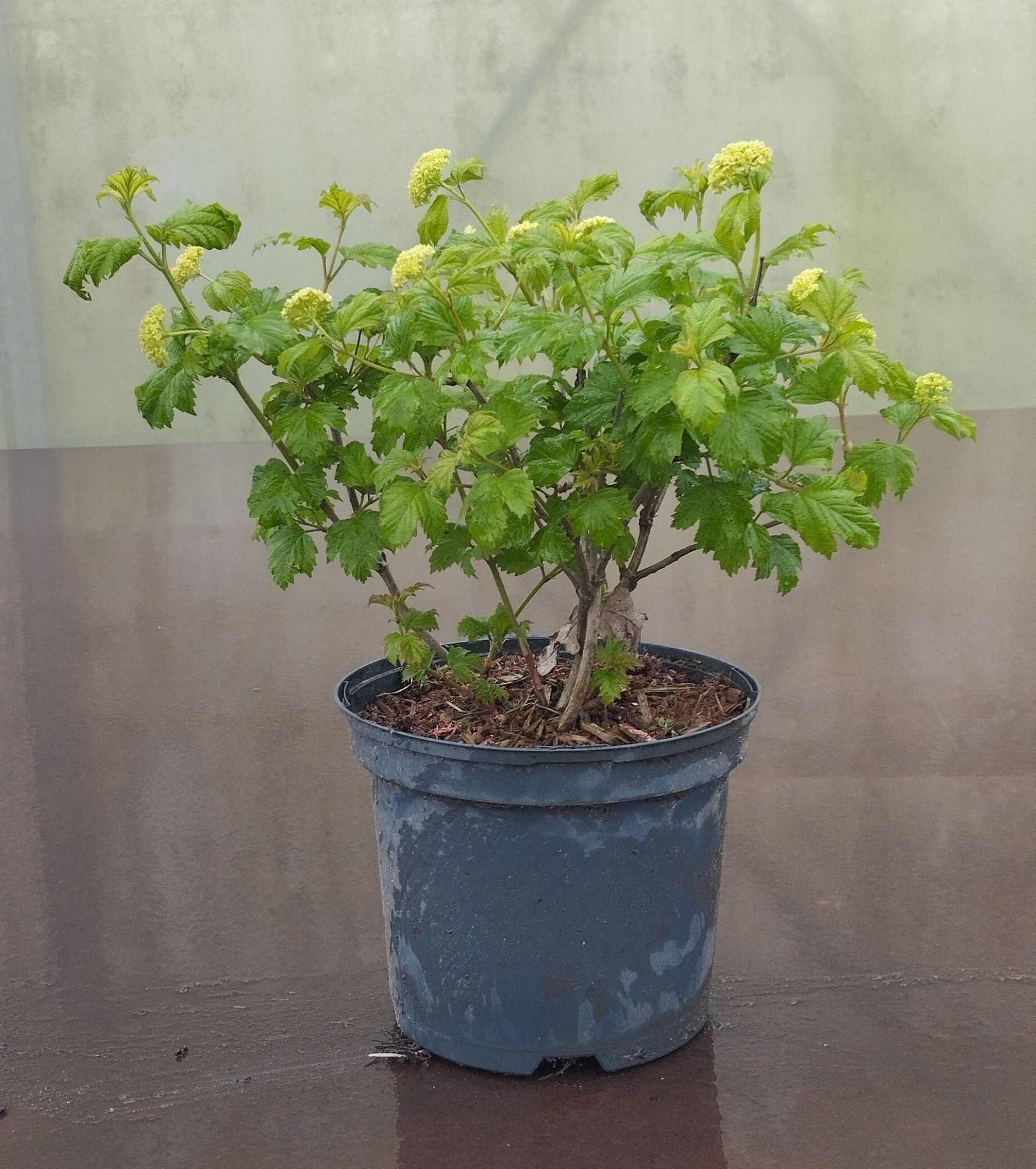 Viburnum opulus 'Roseum', D 19 cm
