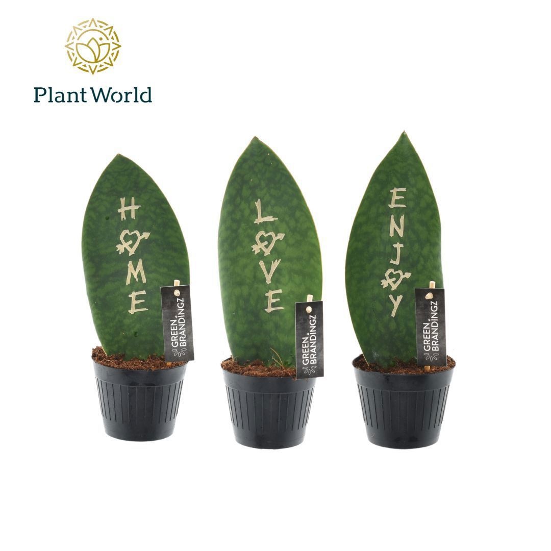 Sansevieria Green Brandingz Special Mixture, D 10,5