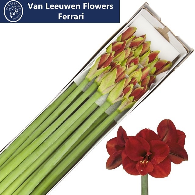 Амарилис Феррари (красн.) x15, шт.