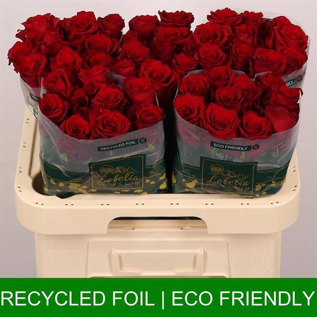 Роза од. Эксплорер 60 (красн.), шт.