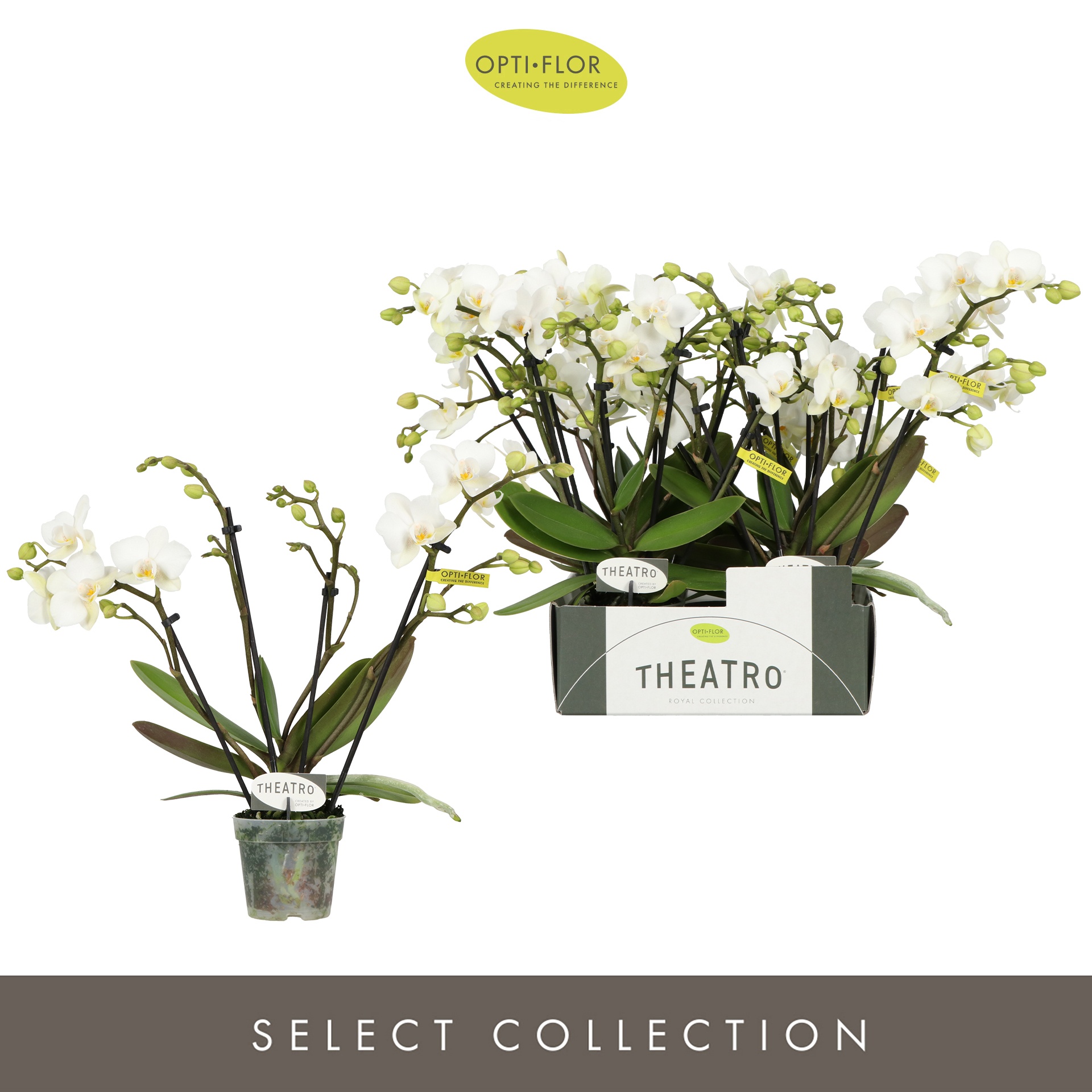 Theatro Funk 4 spike, D 7 cm