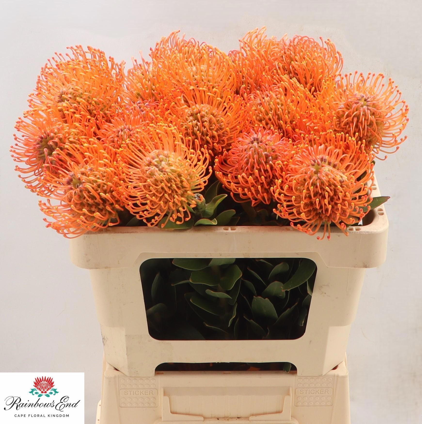 Нутанс Айоба Мандарин Зест 50, шт.