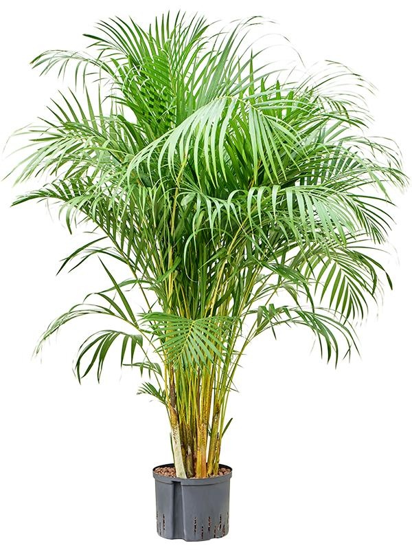 Dypsis (Areca) lutescens, D 25